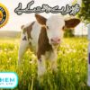 Vapon Tick & Flea Control - Image 3